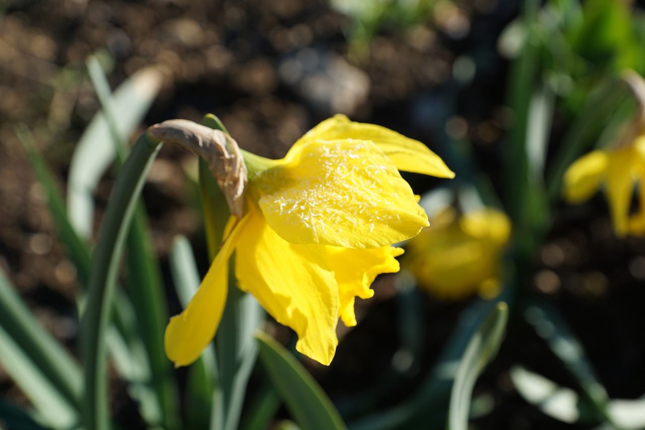 daffodils flower yellow free photo