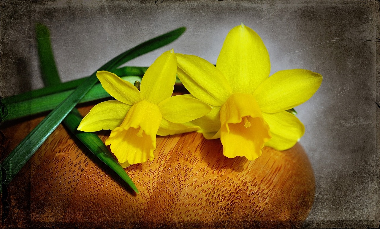 daffodils yellow flower free photo
