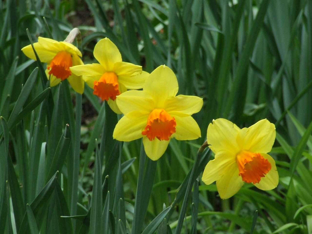 daffodils amaryllidaceae narcissus free photo