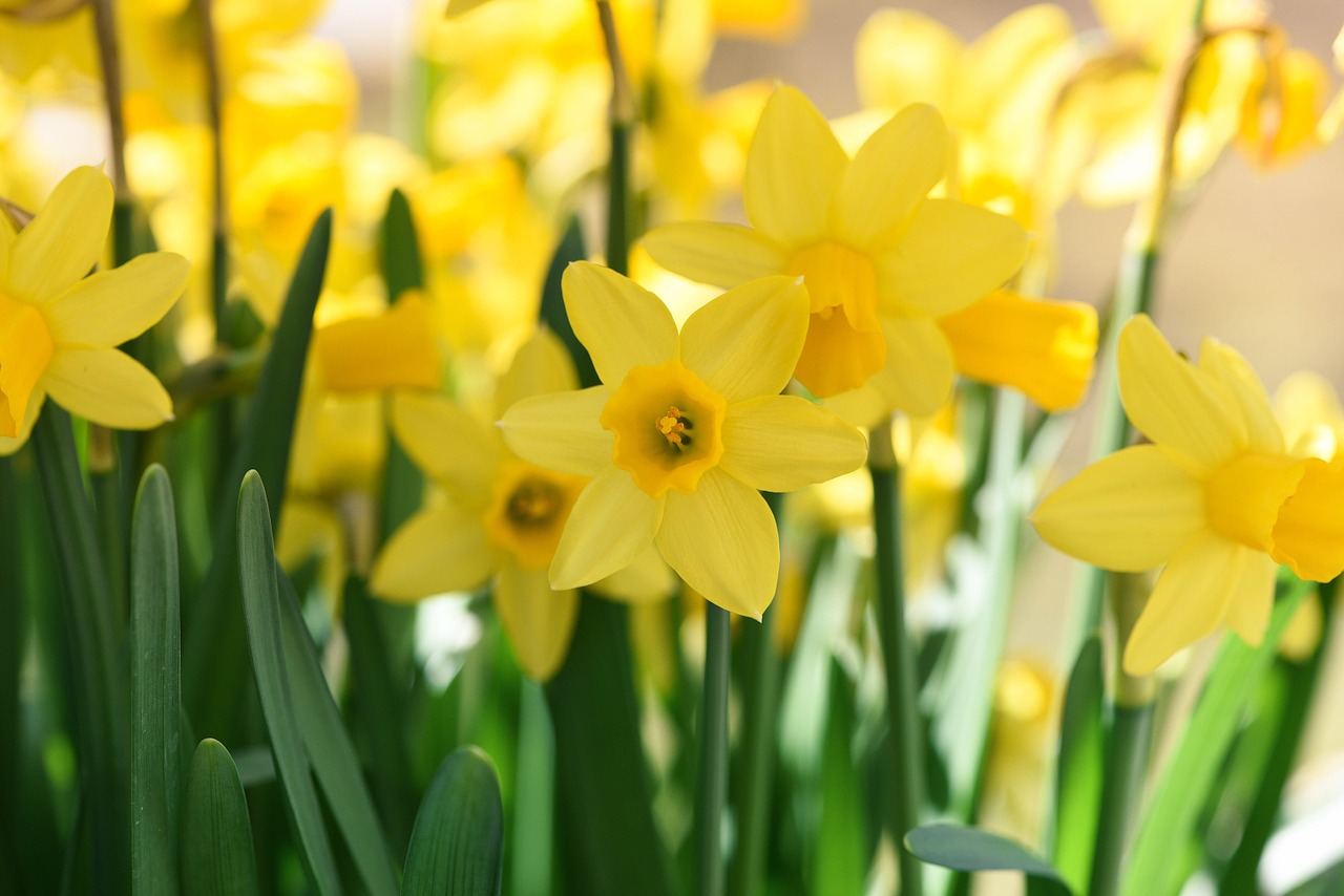 daffodils spring flowers spring free photo