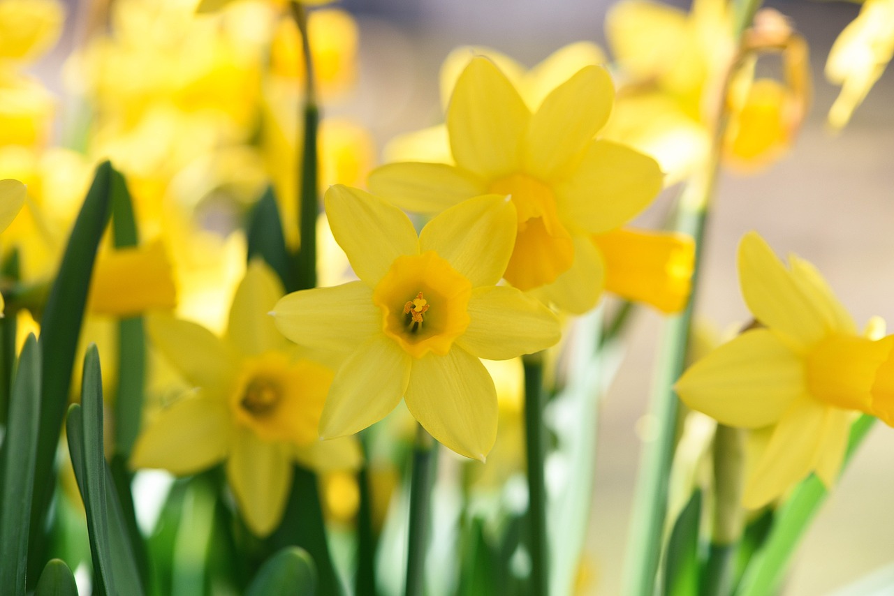 daffodils flowers yellow free photo