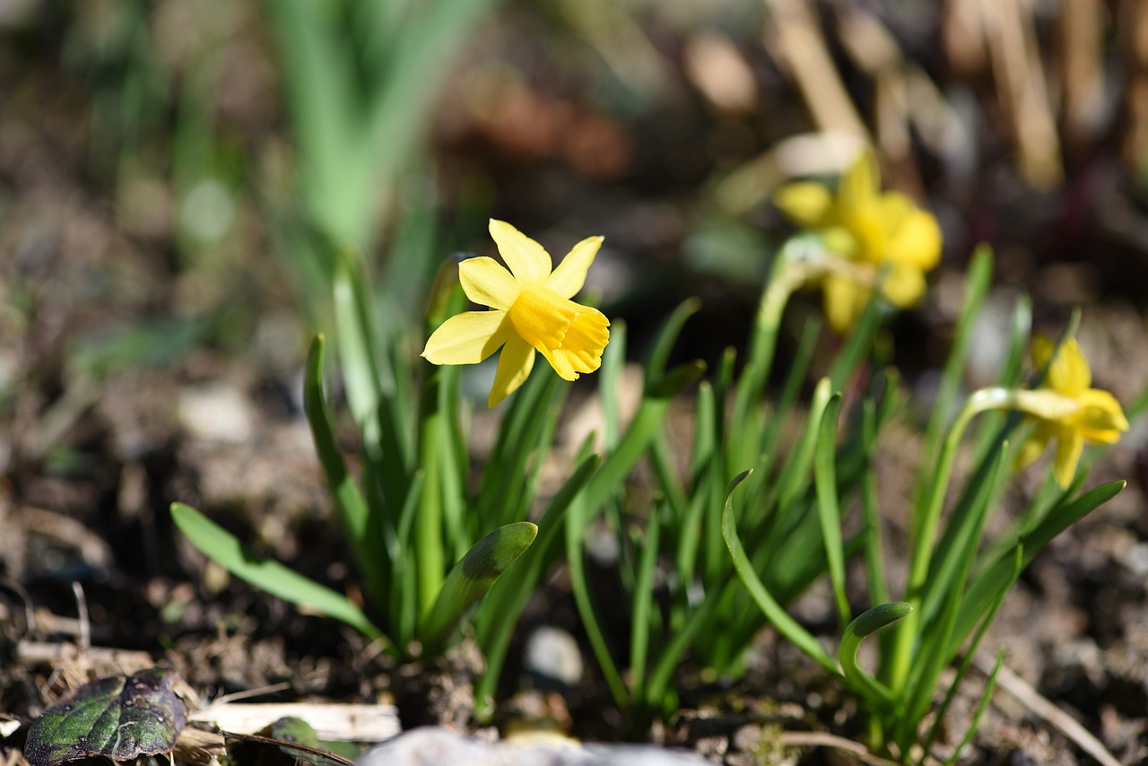 daffodils spring flower free photo