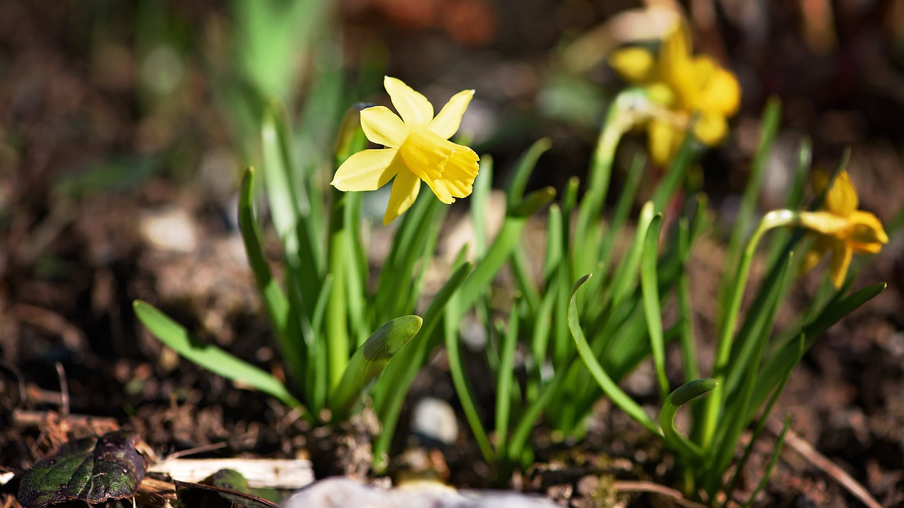 daffodils spring flower free photo