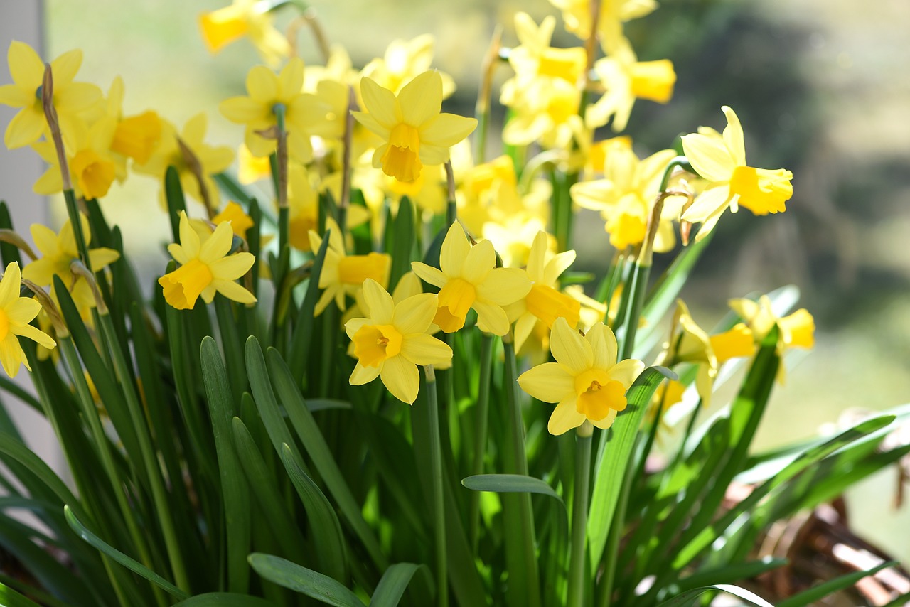 daffodils spring flowers spring free photo