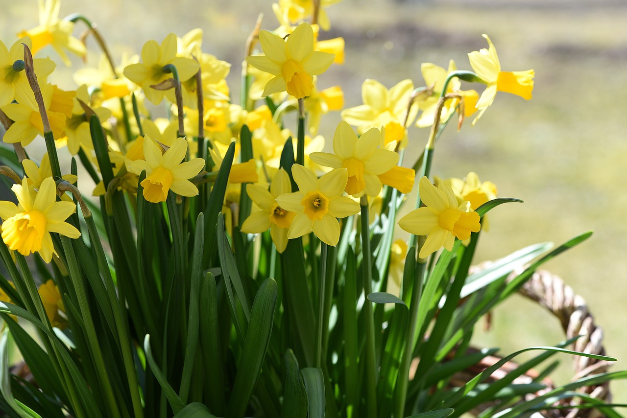 daffodils spring flowers spring free photo