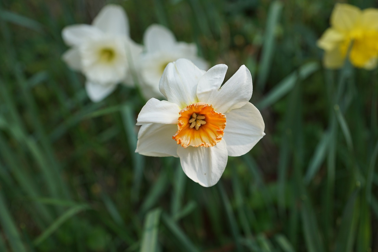 daffodils flower spring free photo