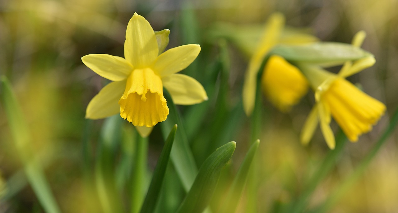 daffodils yellow flower free photo