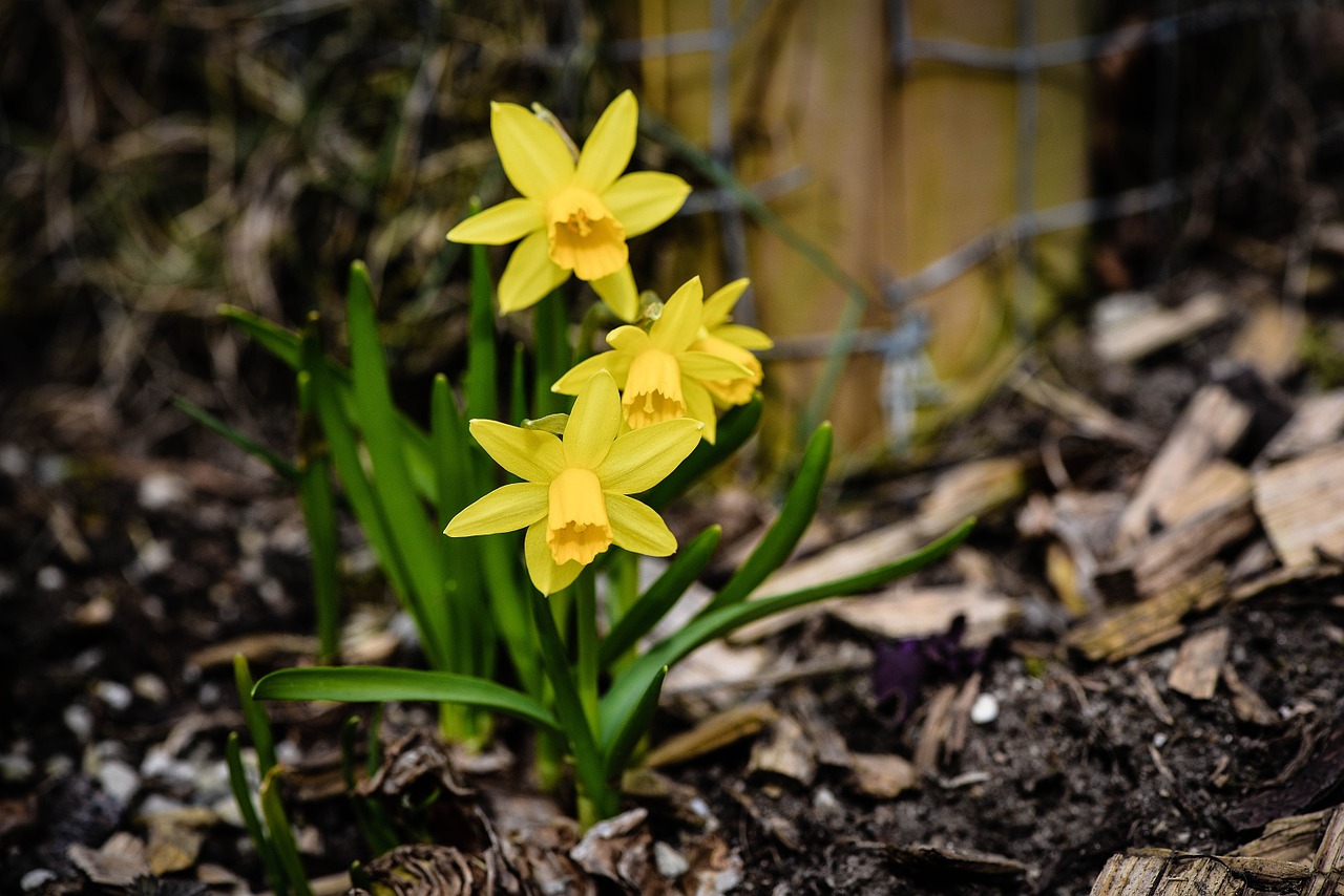 daffodils spring flowers yellow flowers free photo