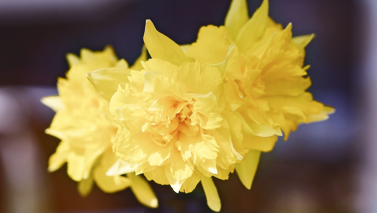 daffodils yellow flower free photo