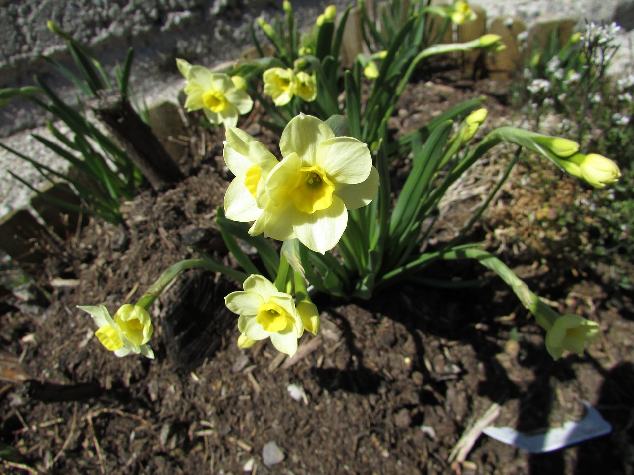 daffodils yellow spring flowers earth free photo