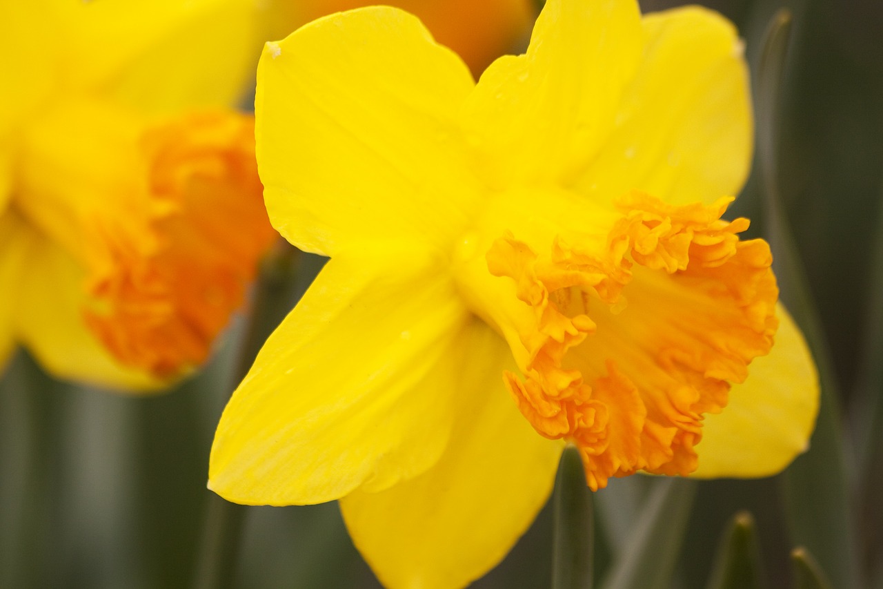 daffodils narcissus amaryllidaceae free photo