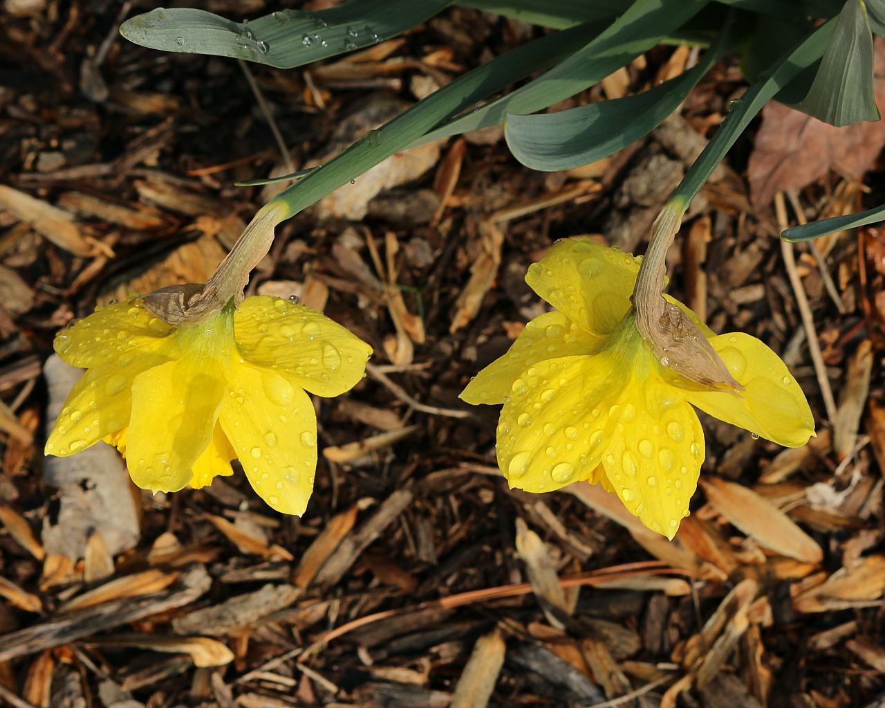 daffodils narcissus jonquil free photo