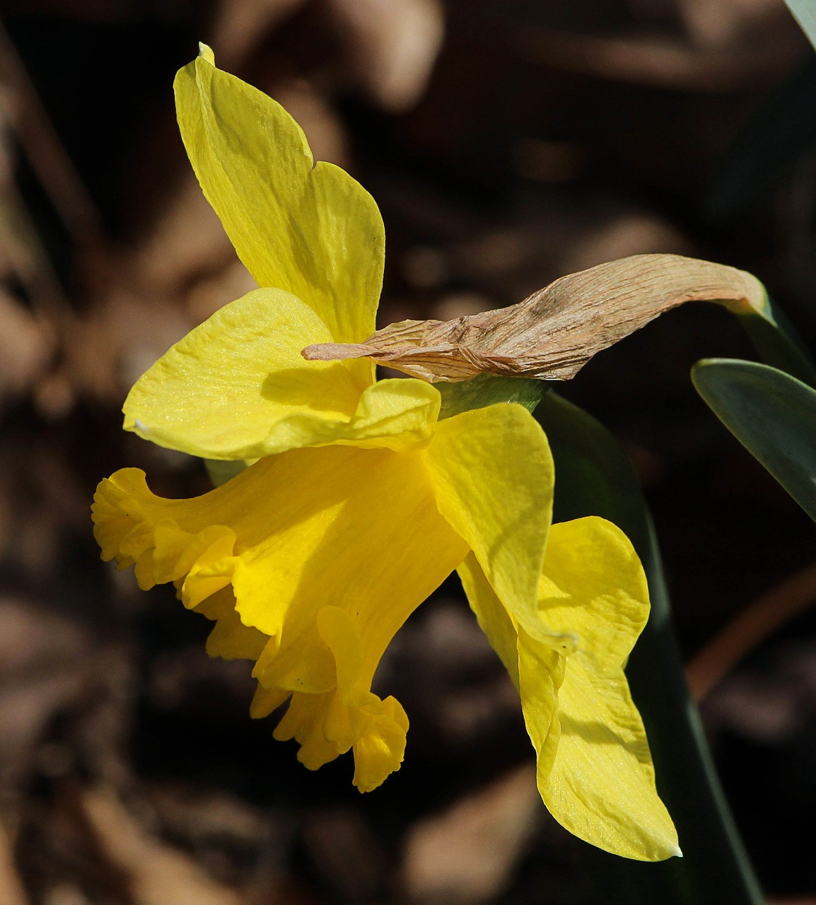 daffodils narcissus yellow free photo