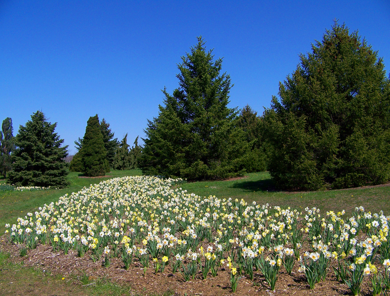 daffodils flowers spring free photo