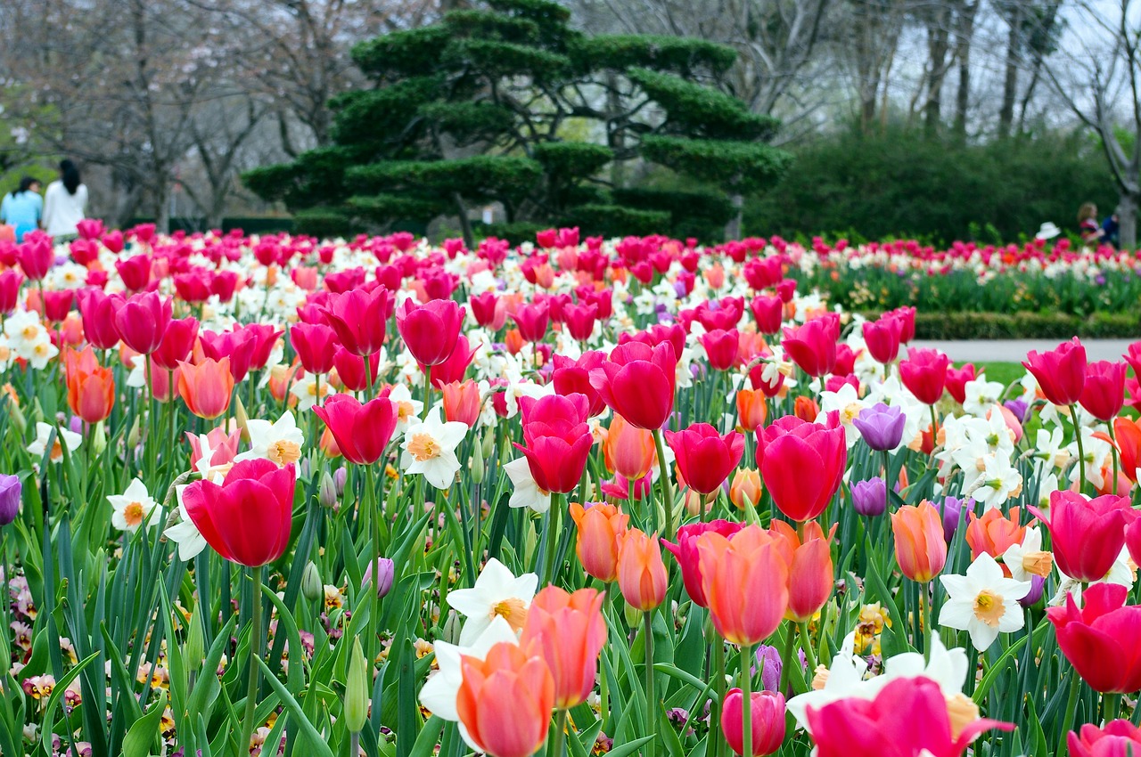 daffodils and tulips  dallas  tulips free photo