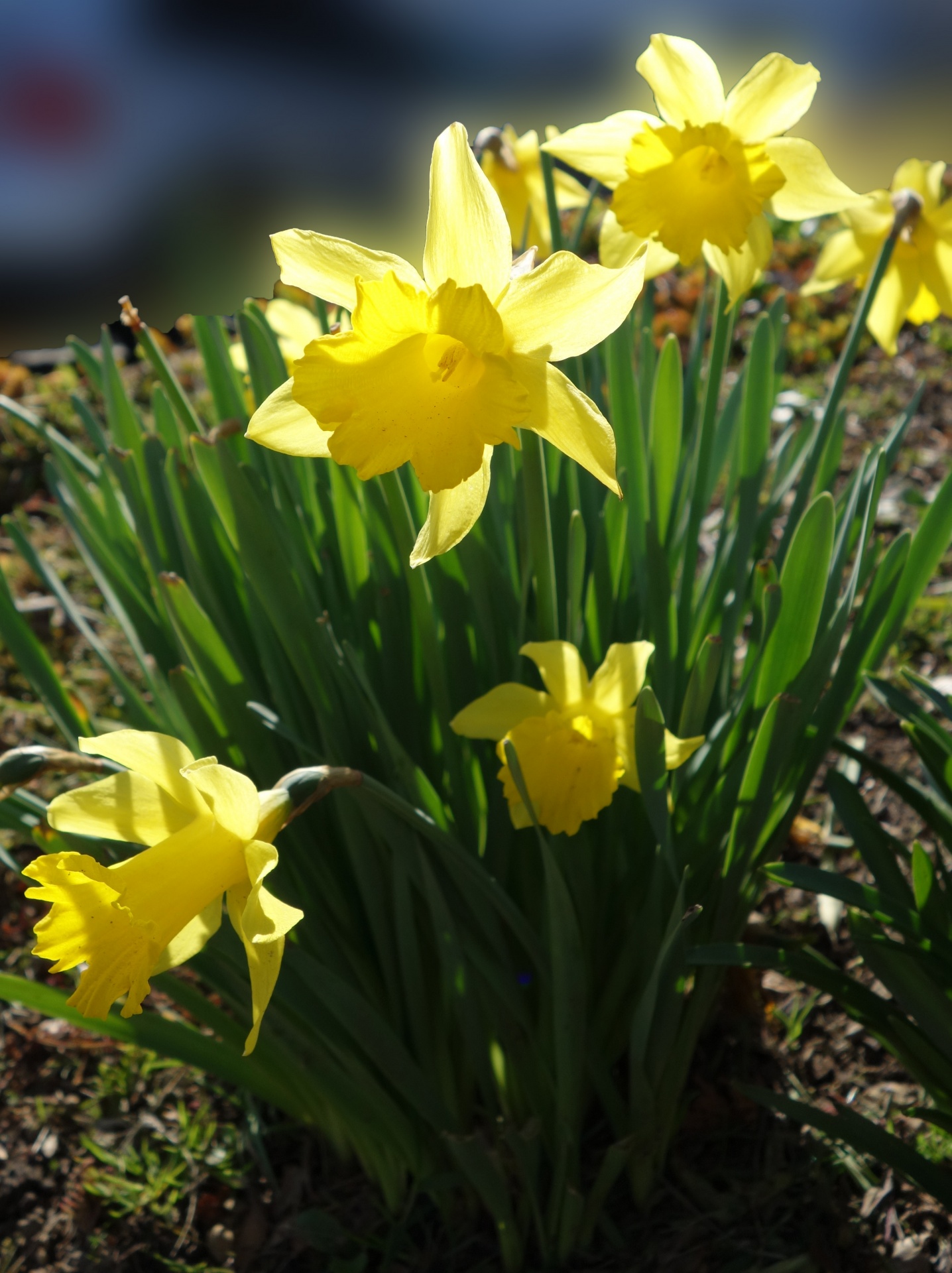 daffoldils flowers springtime free photo