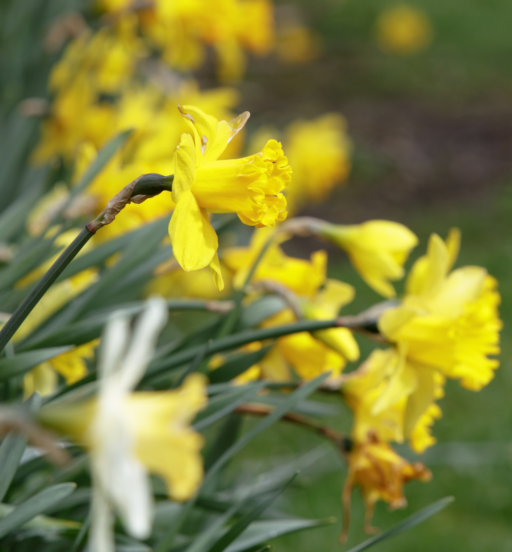 daffodil daffodils yellow free photo