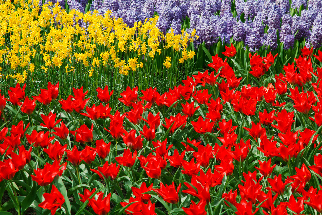 daffodils bloom daffodil free photo