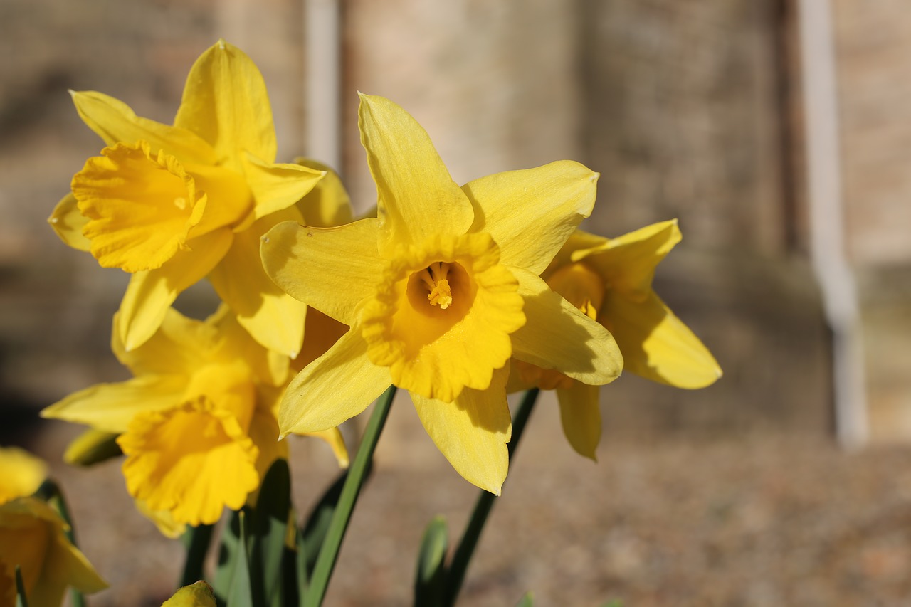 dafodil  flower  daffodil free photo
