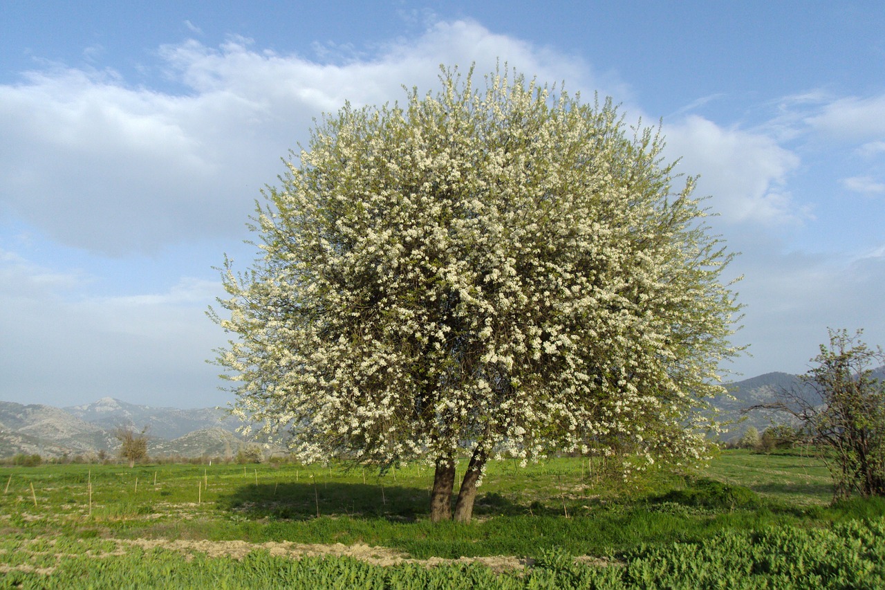 dağbeyli spring tree free photo