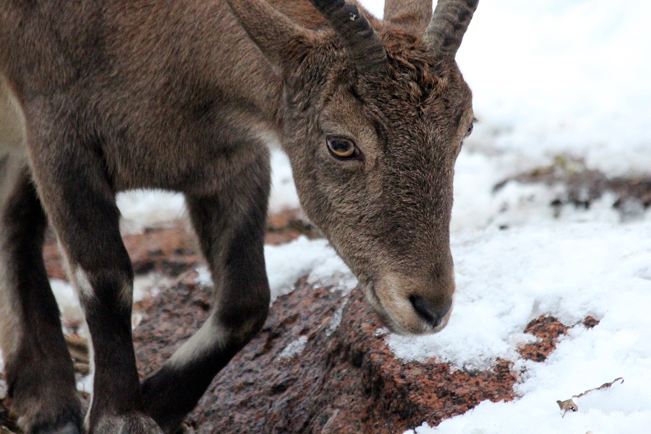 dagestan tur vostochnobeisky tour vostochnobeisky goat free photo