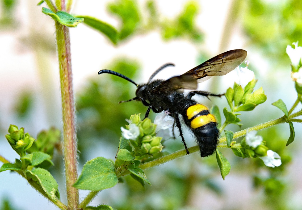 dagger wasp wasp close free photo