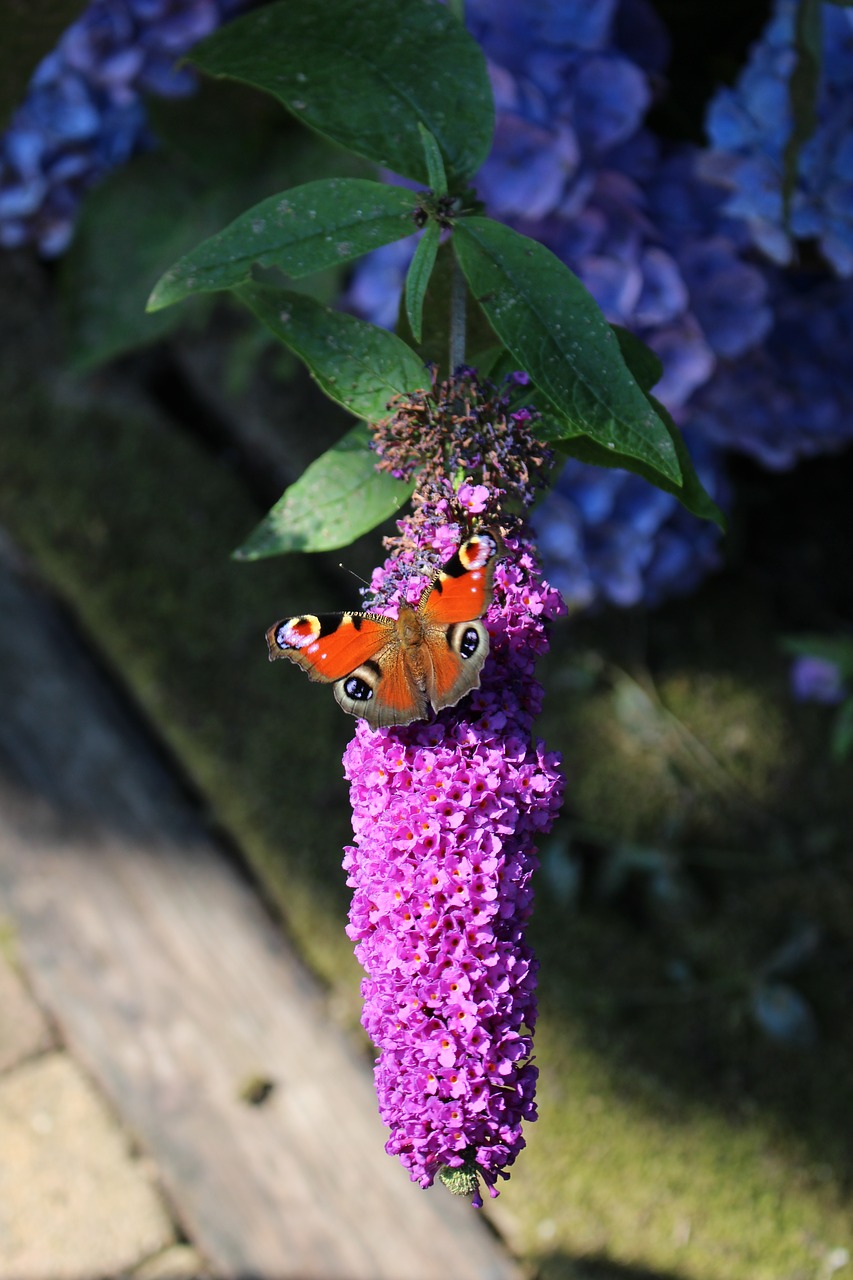 dagpauwvlinder butterfly garden free photo