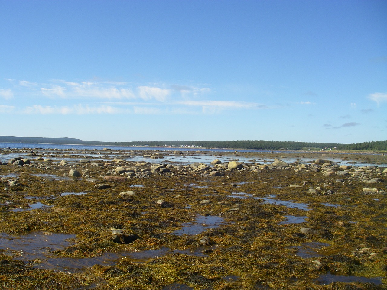 dahl white sea blue sky free photo