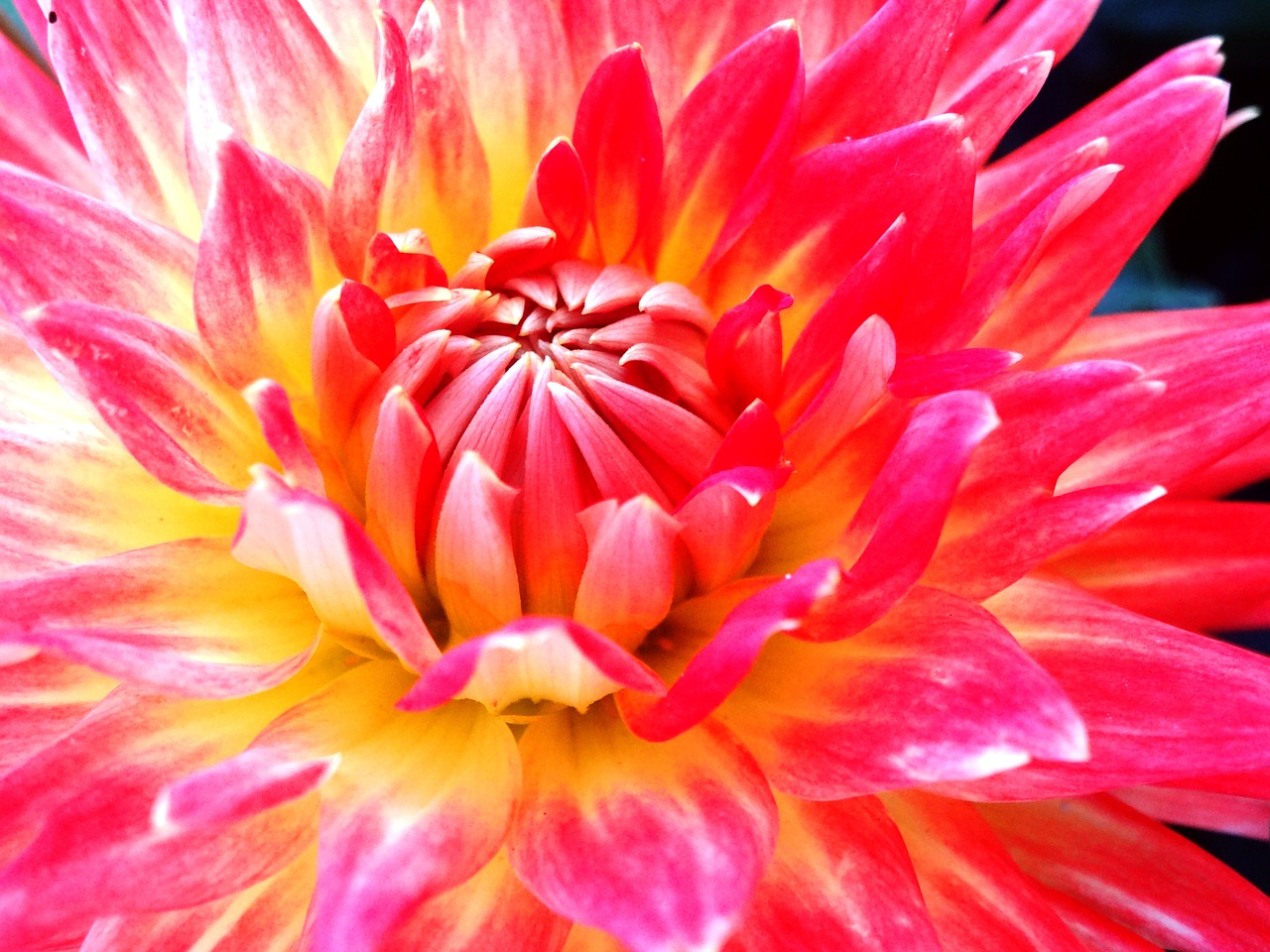 dahlia flower blossom free photo