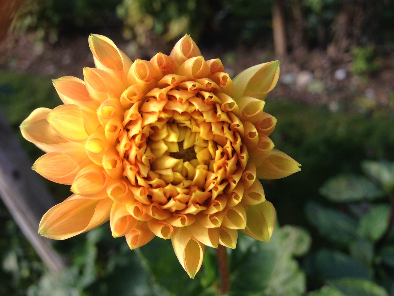 dahlia flower yellow free photo