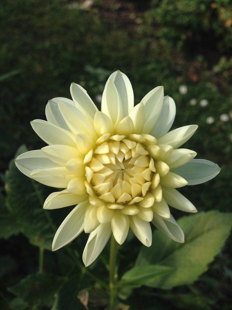 dahlia flower white free photo