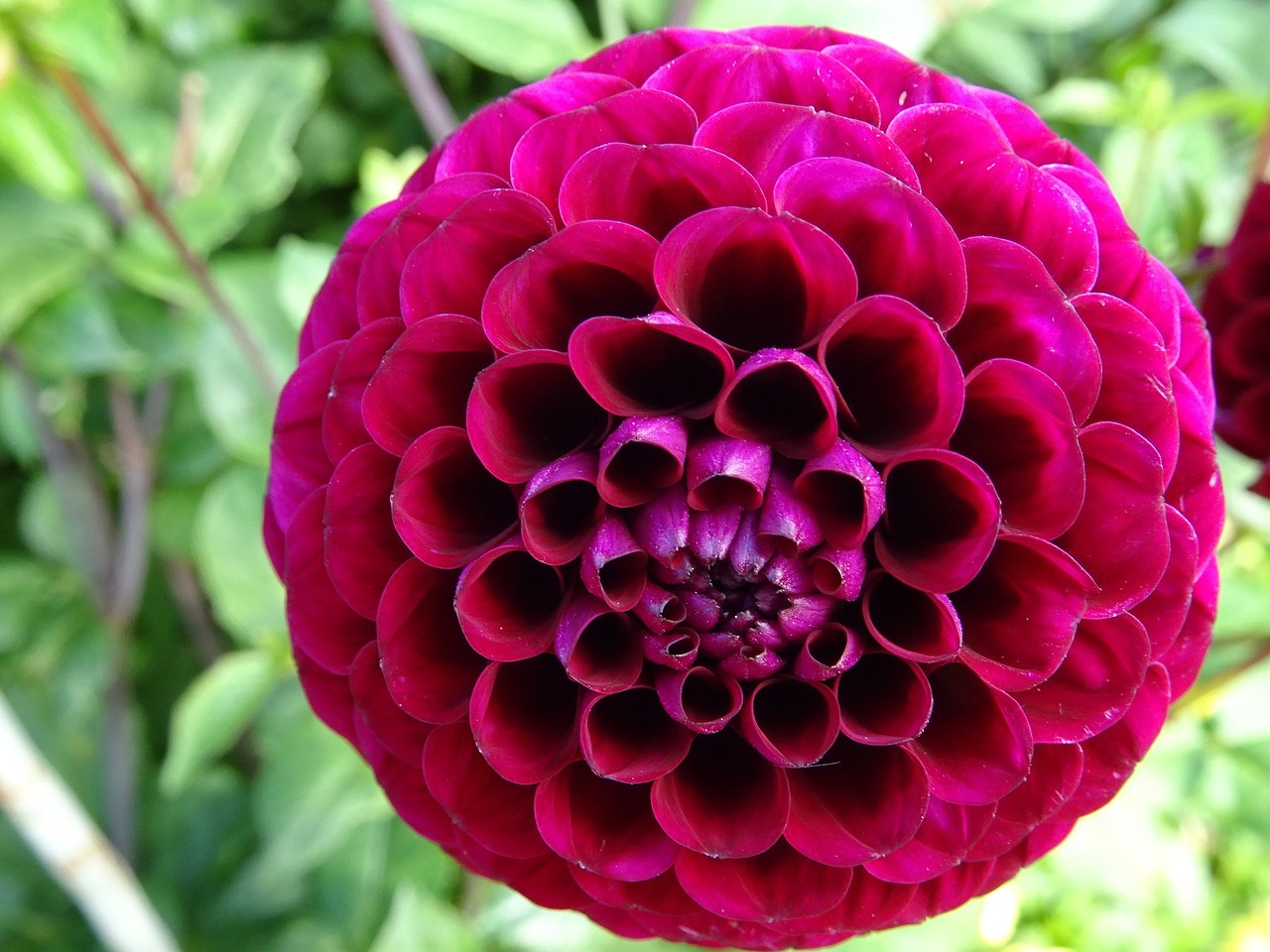 dahlia flower bloom free photo