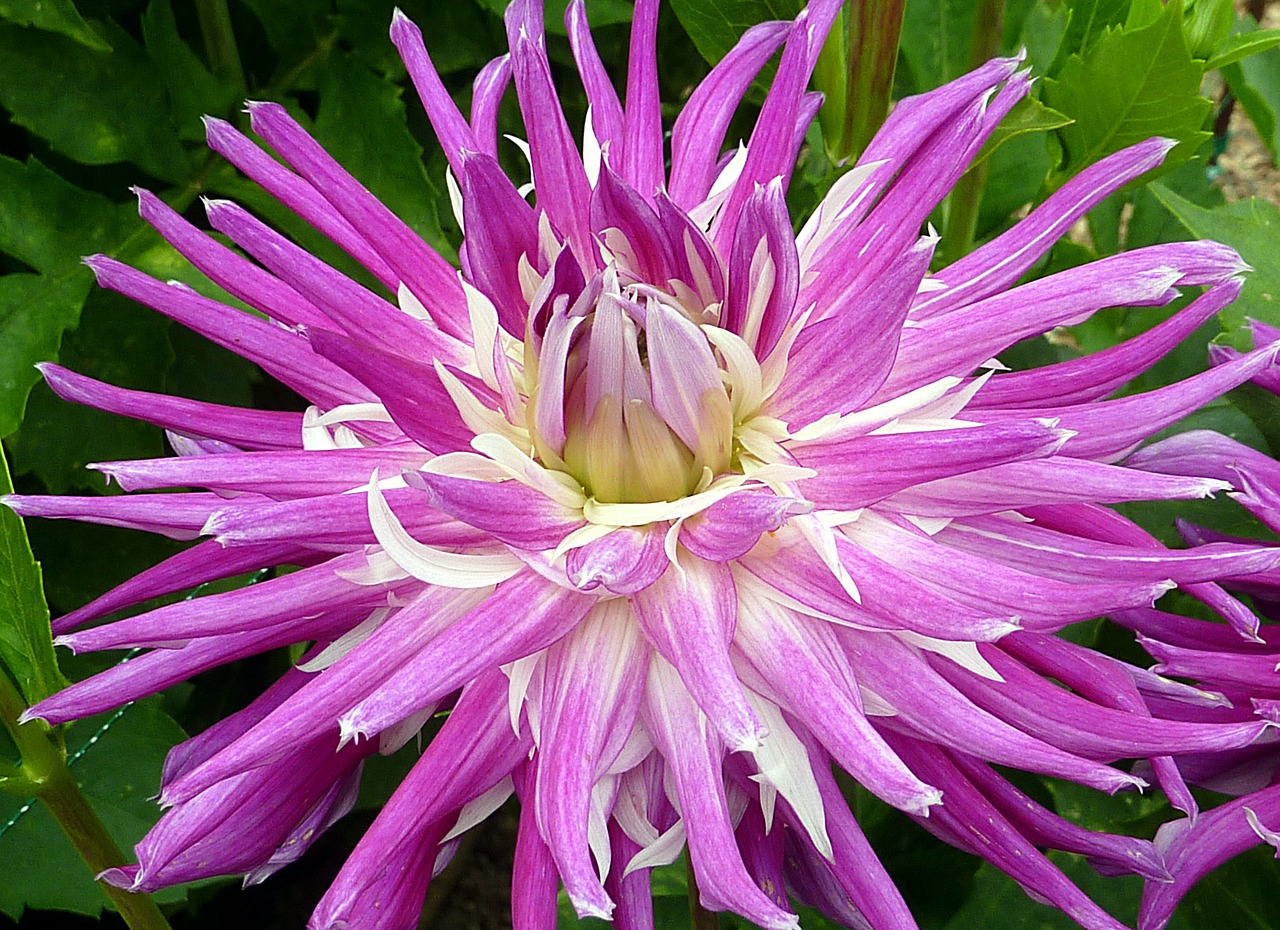 dahlia flower violet free photo