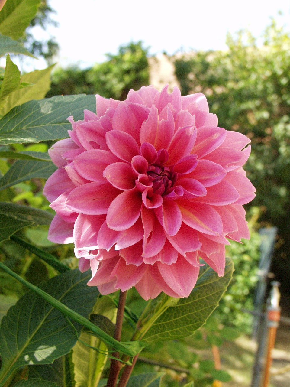 dahlia blossom bloom free photo