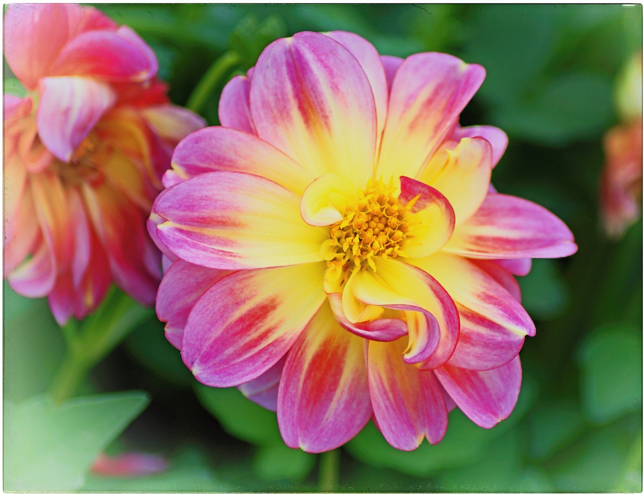 dahlia flower blossom free photo