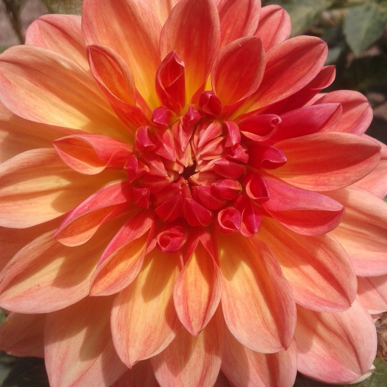 dahlia orange flower free photo