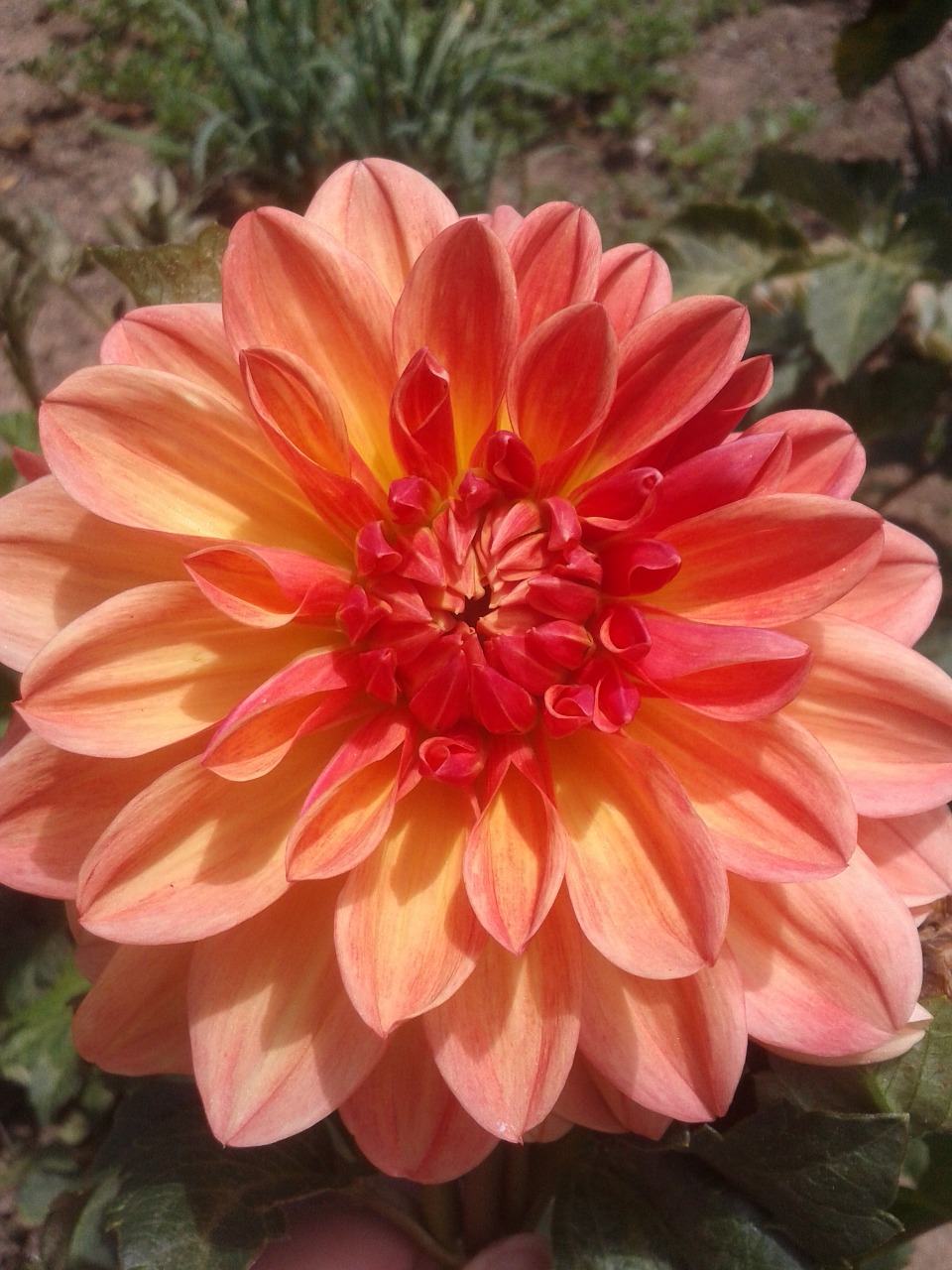 dahlia orange flower free photo