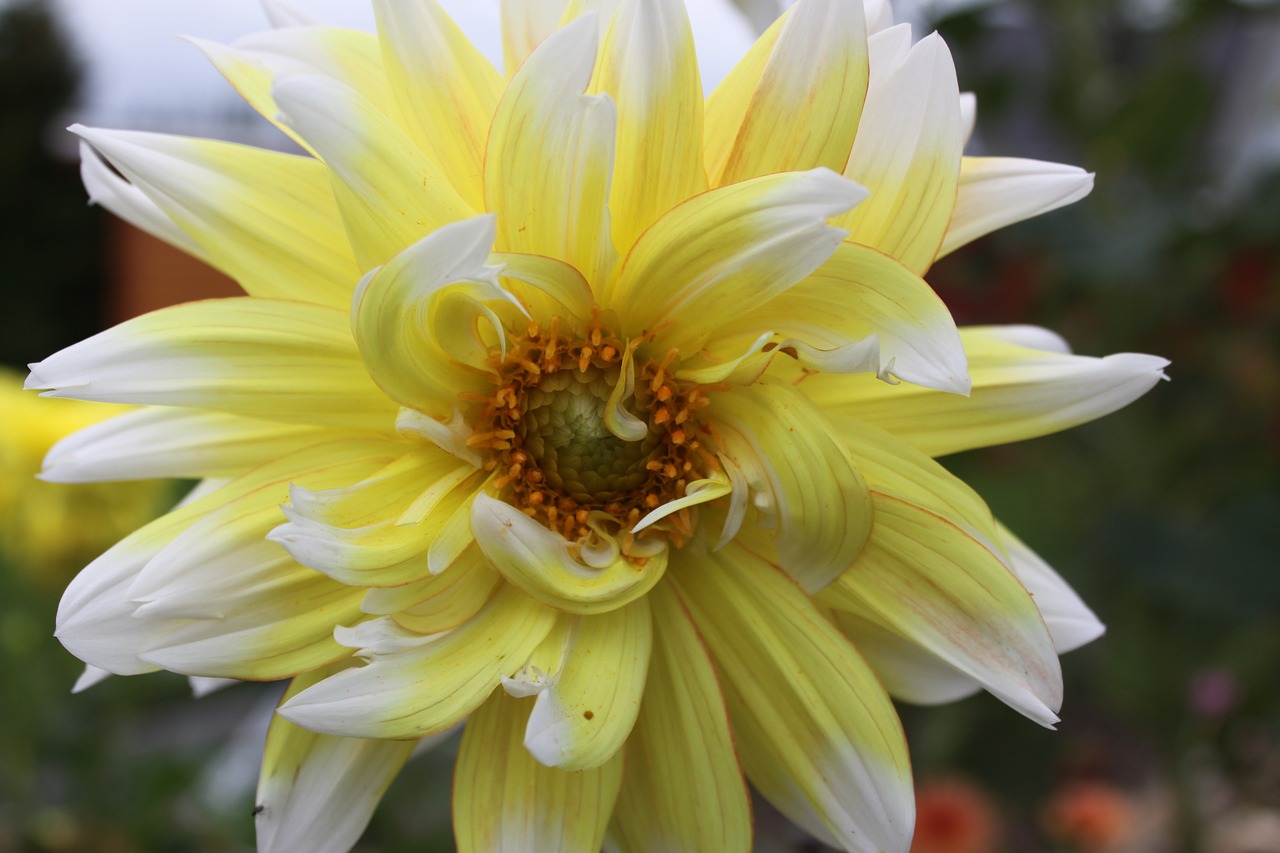 dahlia nature garden free photo