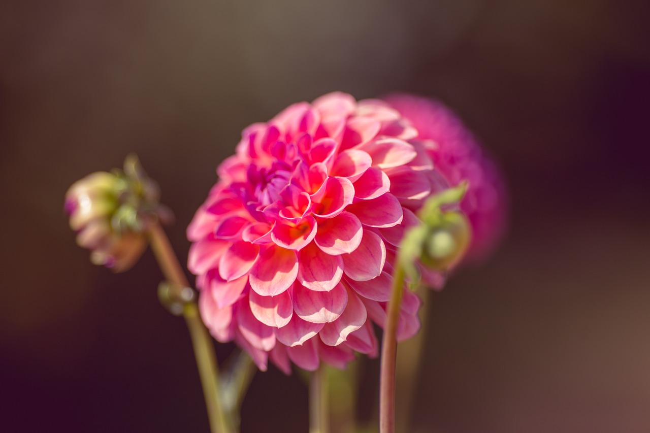 dahlia flower blossom free photo