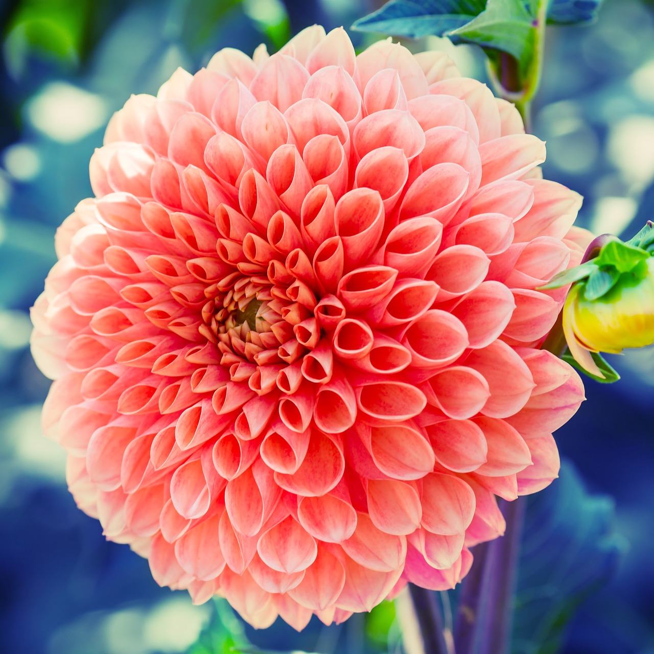 dahlia flower plant free photo