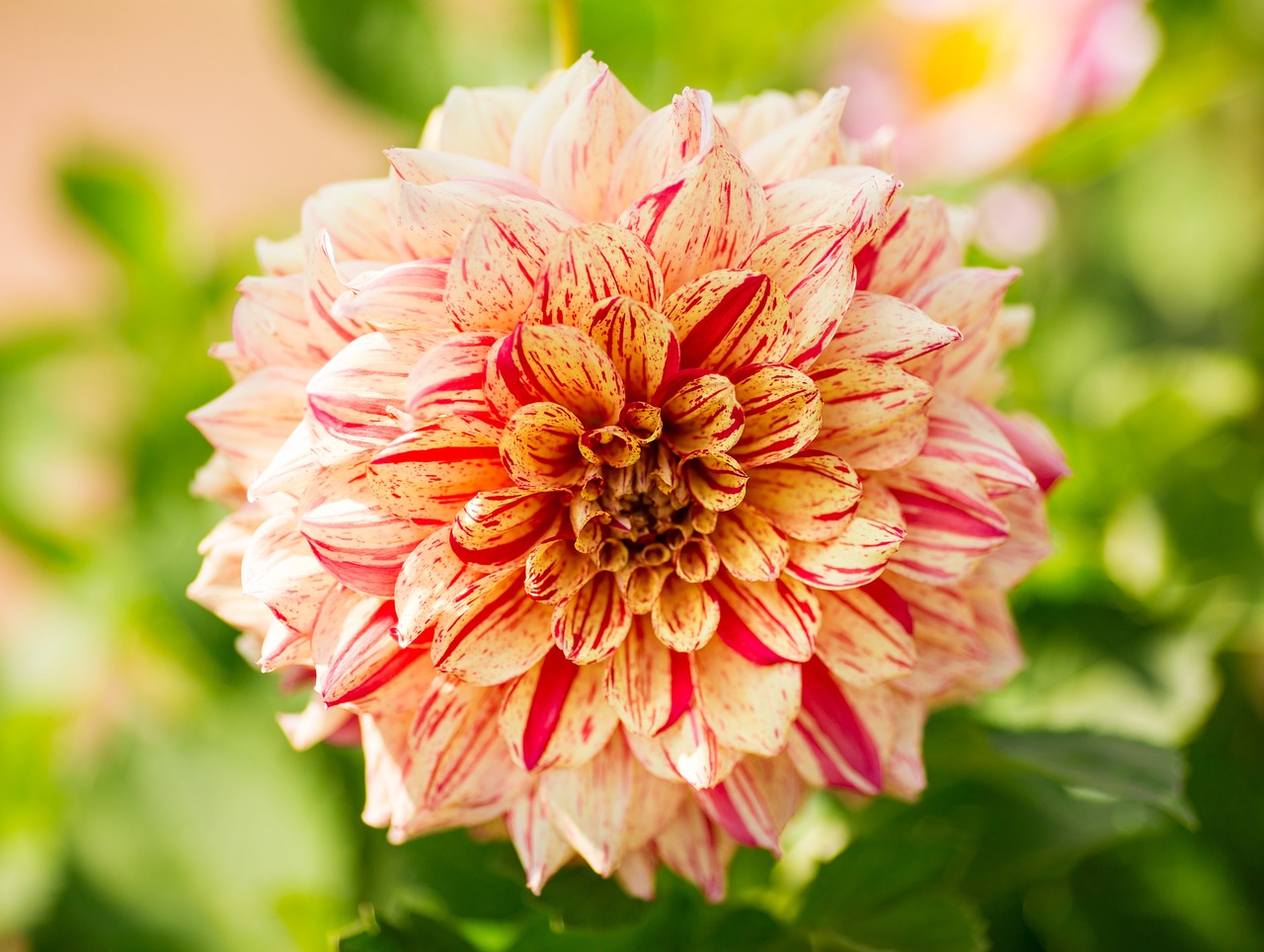 dahlia flower blossom free photo