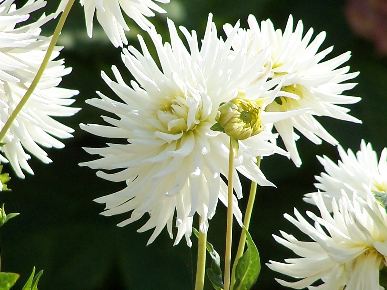 dahlia flowers plant free photo