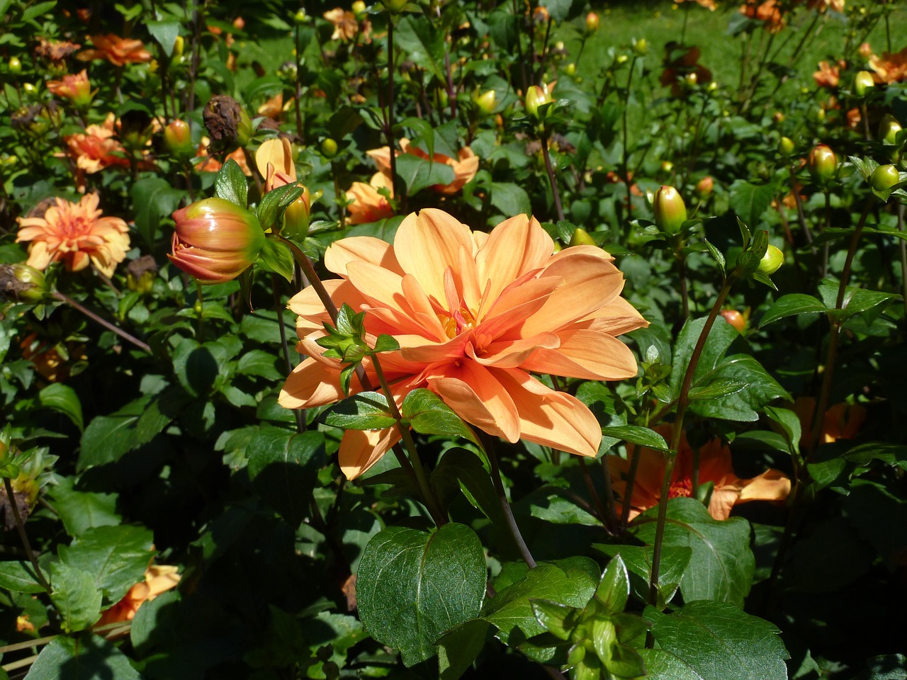 dahlia orange garden free photo