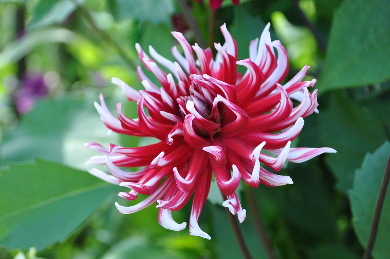 dahlia purple flower bicolor flower free photo