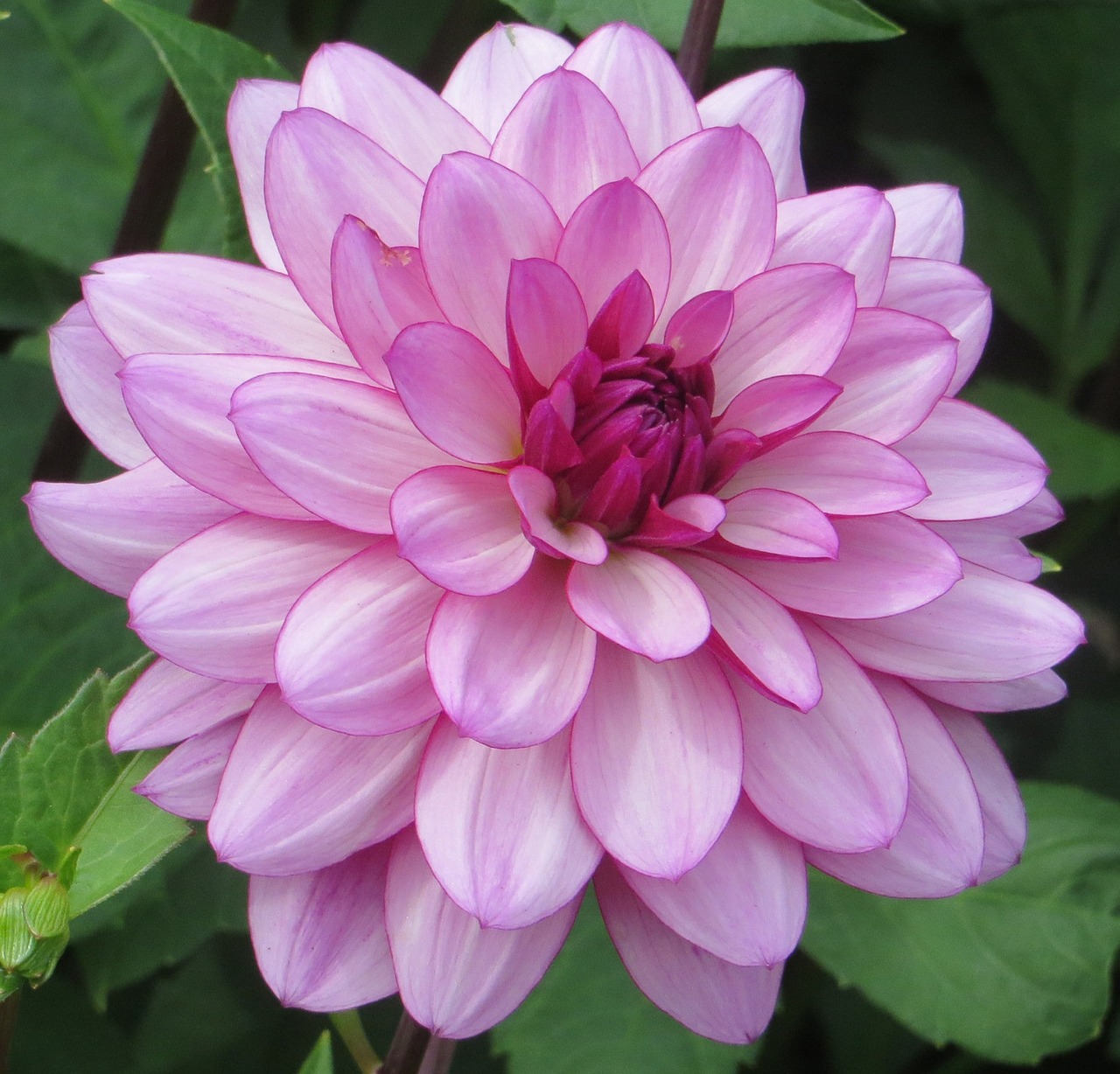 dahlia flower bloom free photo