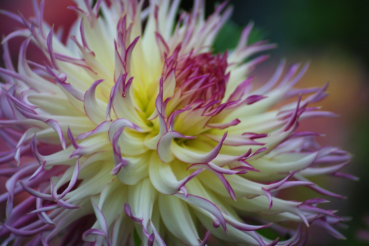 dahlias dahlia garden flower free photo