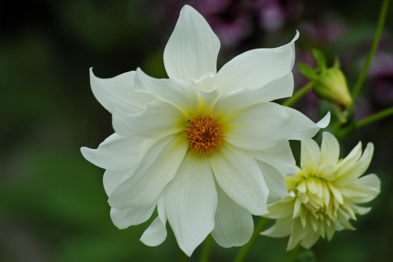 dahlias dahlia garden flower free photo