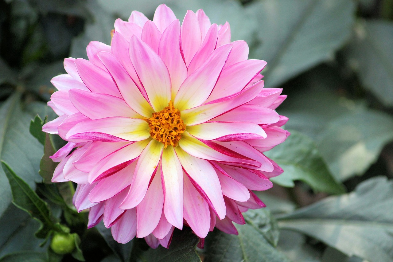 dahlias dahlia garden flower free photo