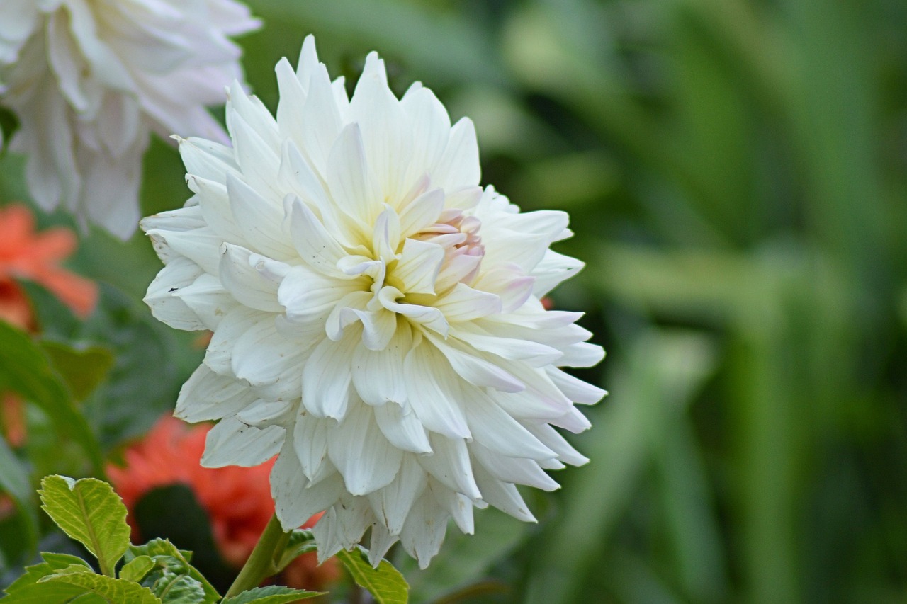 dahlia blossom bloom free photo