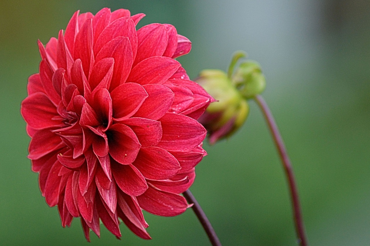 dahlia flower garden blossom free photo